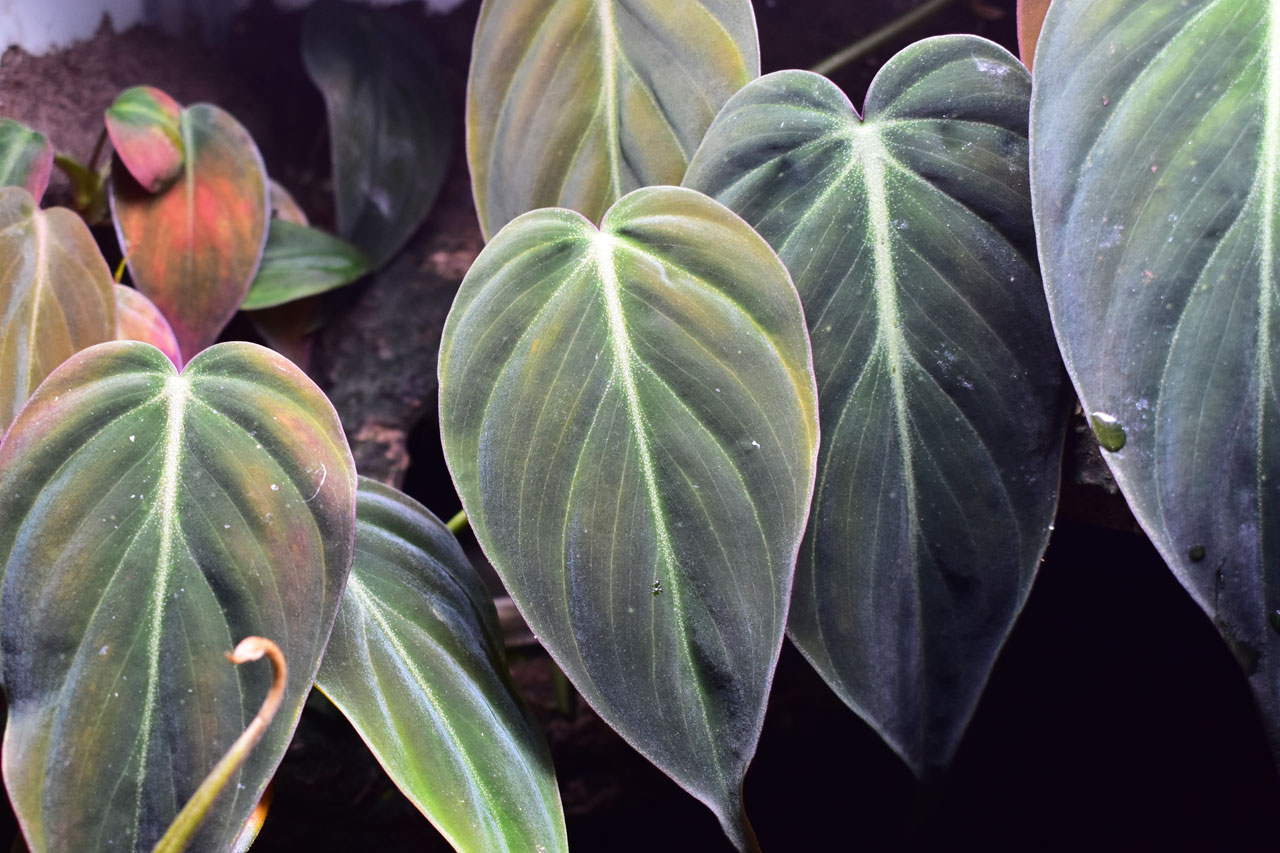 フィロデンドロン・ミカンス（philodendron micans）の沢山ある葉っぱ