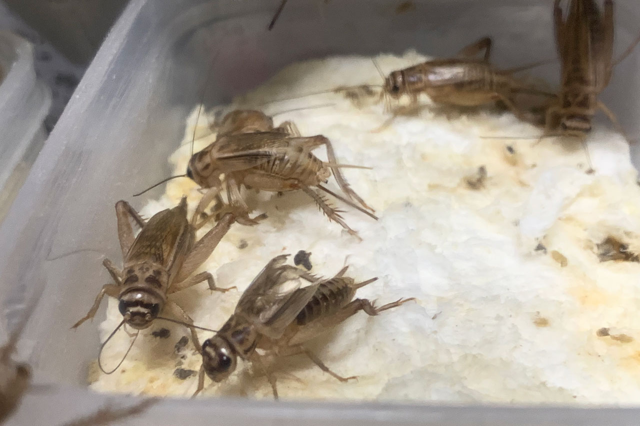 加水したティッシュに卵を産むコオロギ