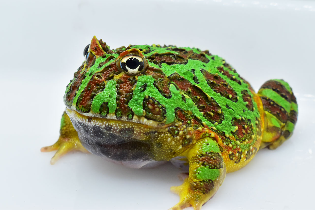 ベルツノガエル、フルグリーン個体