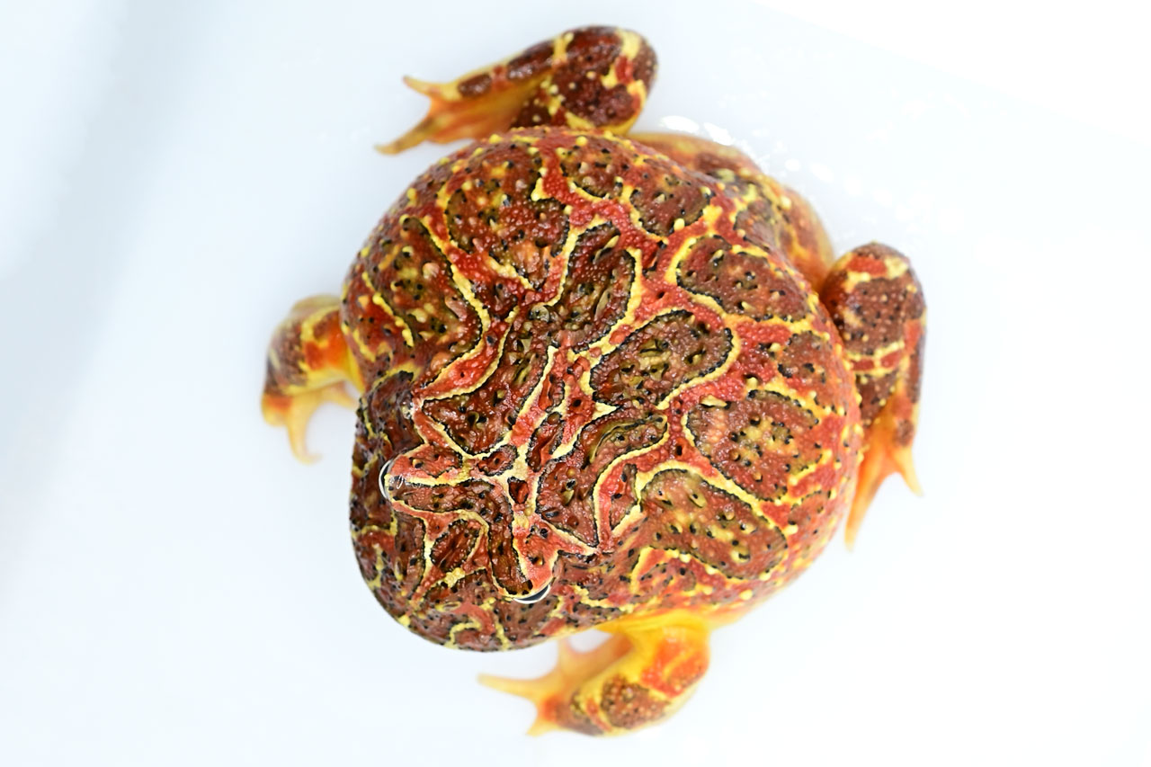 やや緑が入っていたベルツノガエルが成長してフルレッドになった写真