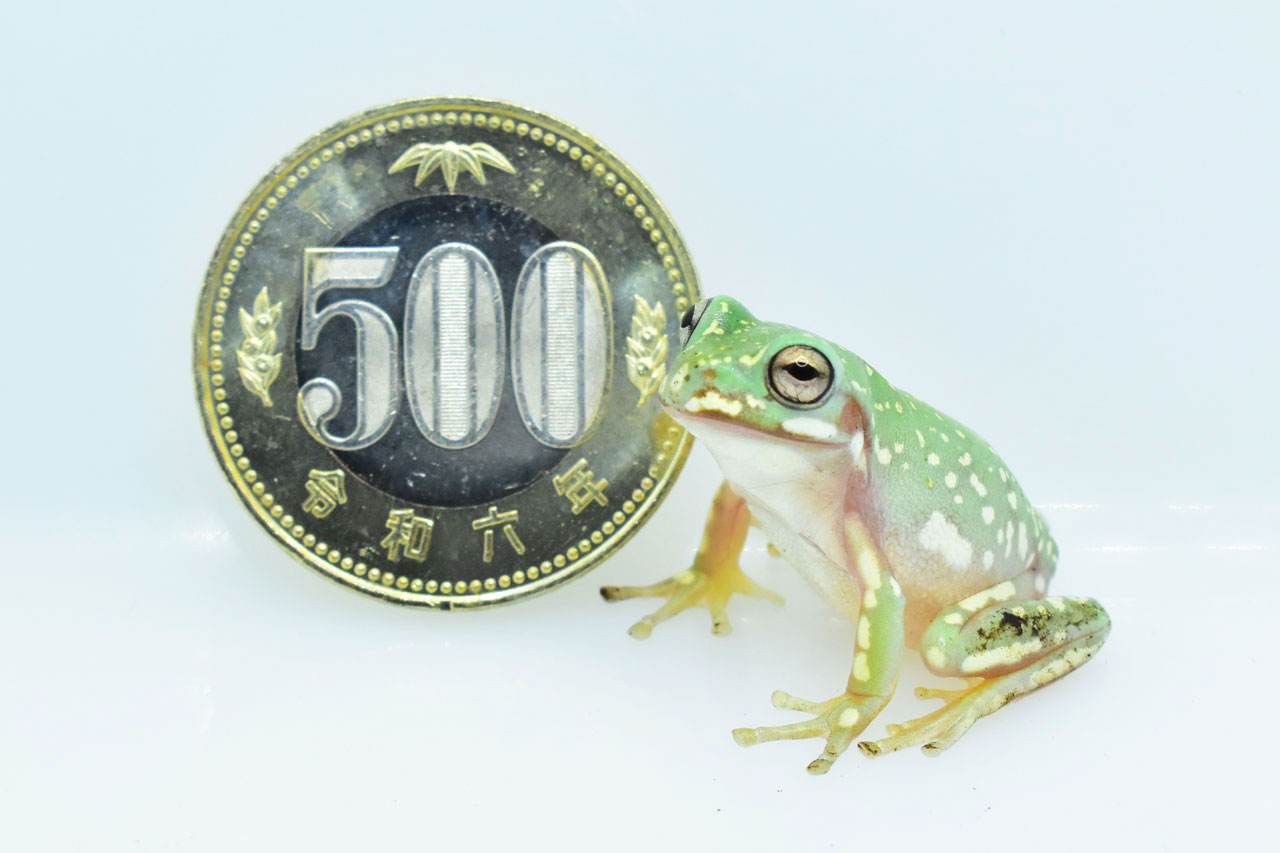 500円玉とイエアメガエルのスノーフレーク