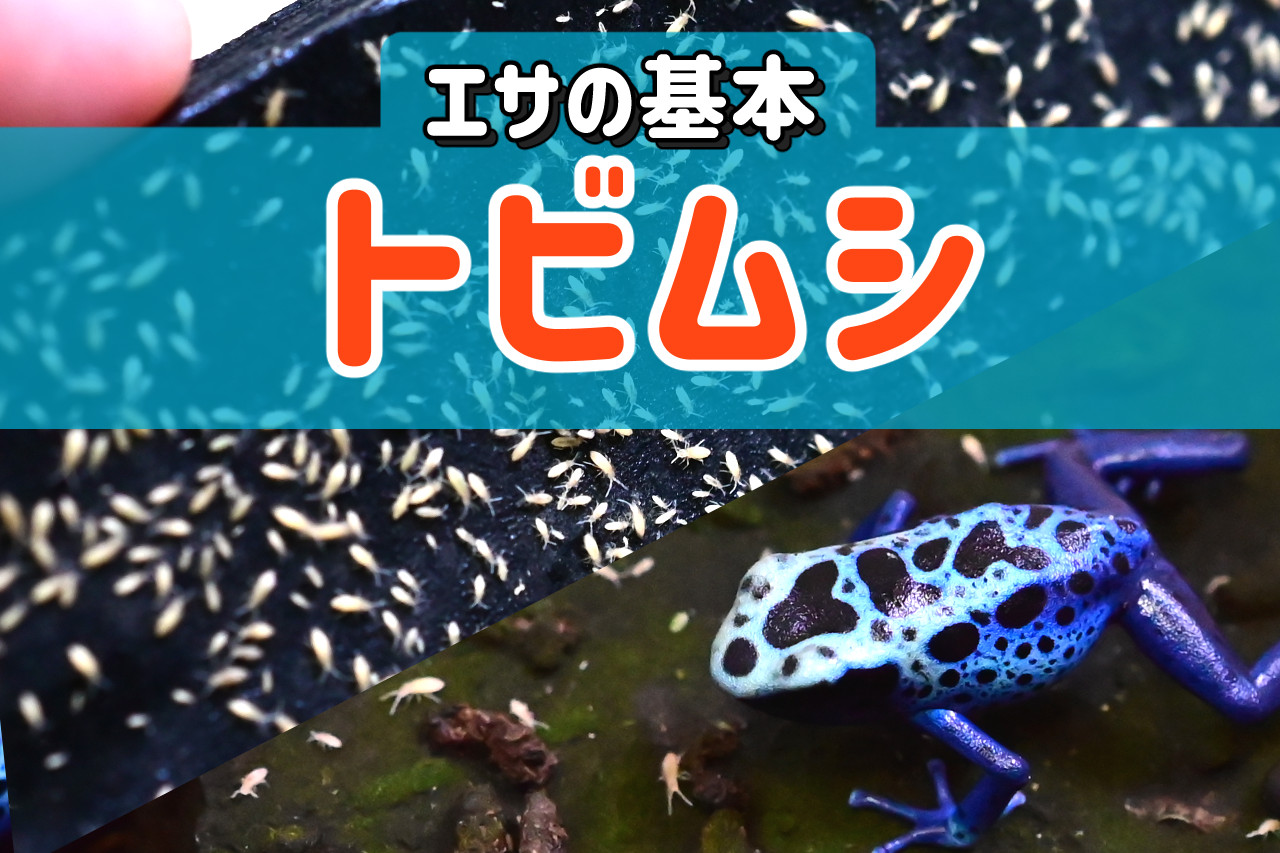 餌用トビムシの概要。キープと増やし方と注意すべきポイント
