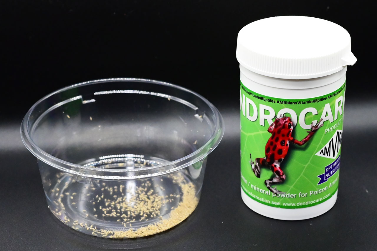 デンドロケアとトビムシ