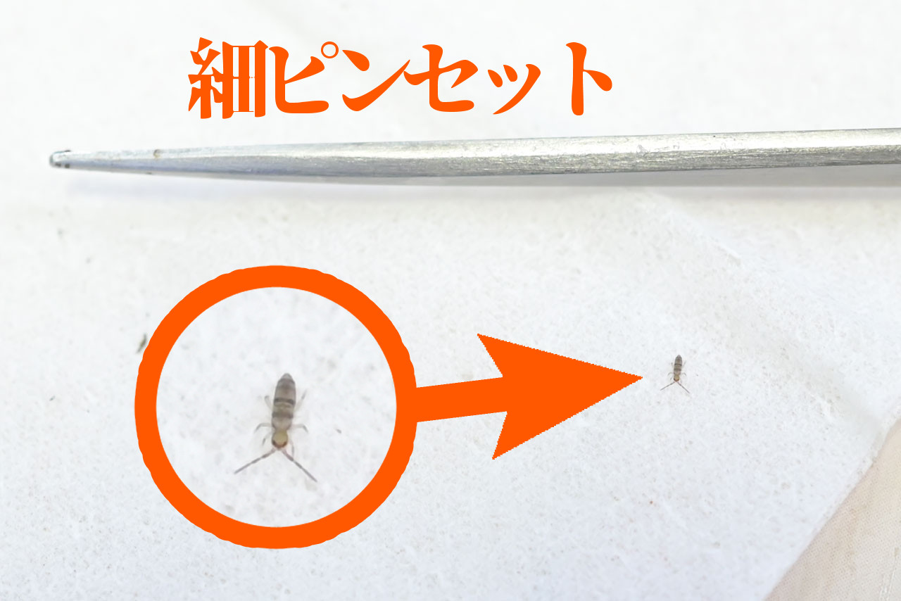 園芸土から出てきたトビムシ