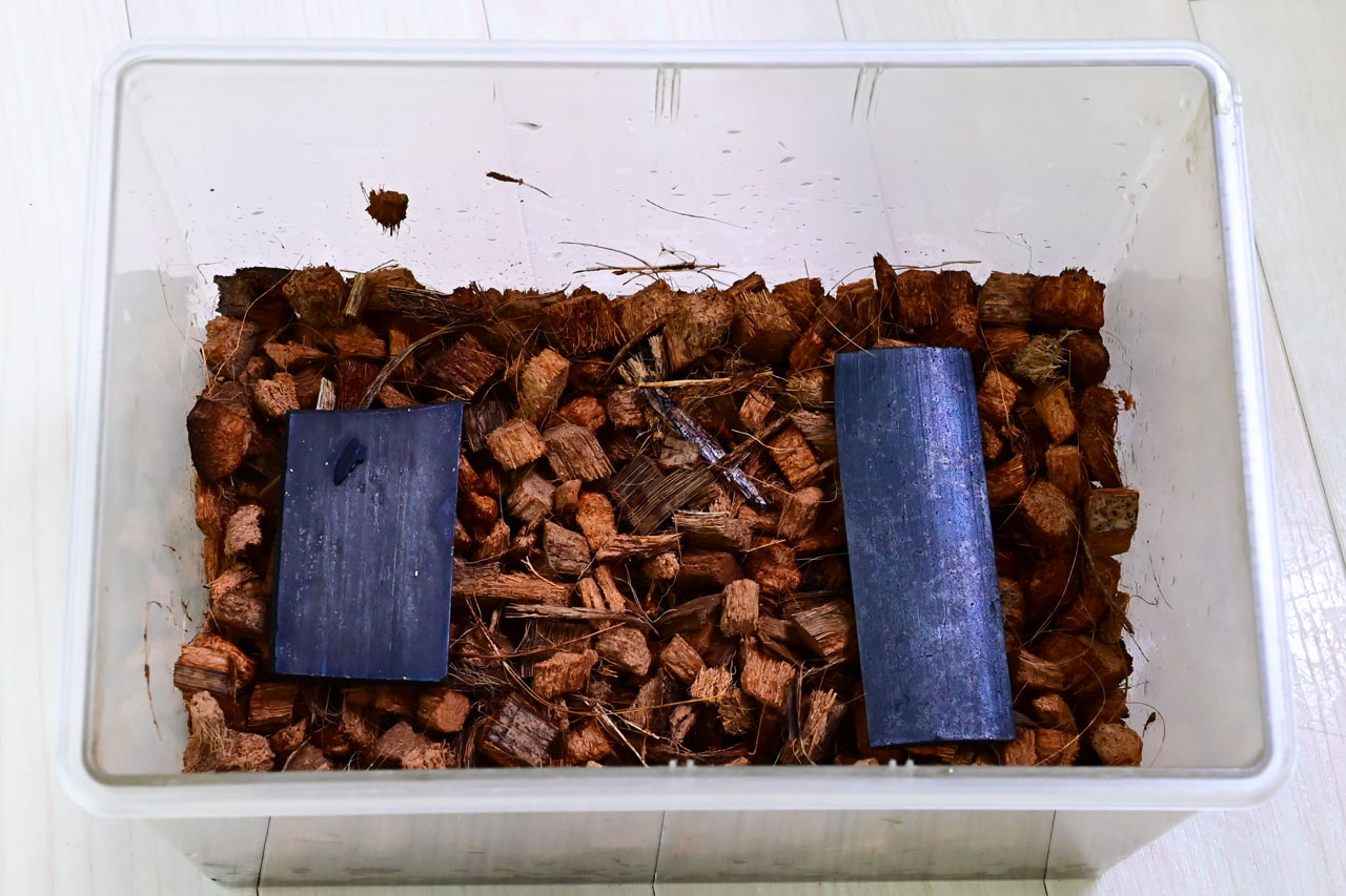 トビムシの飼育ケージ例