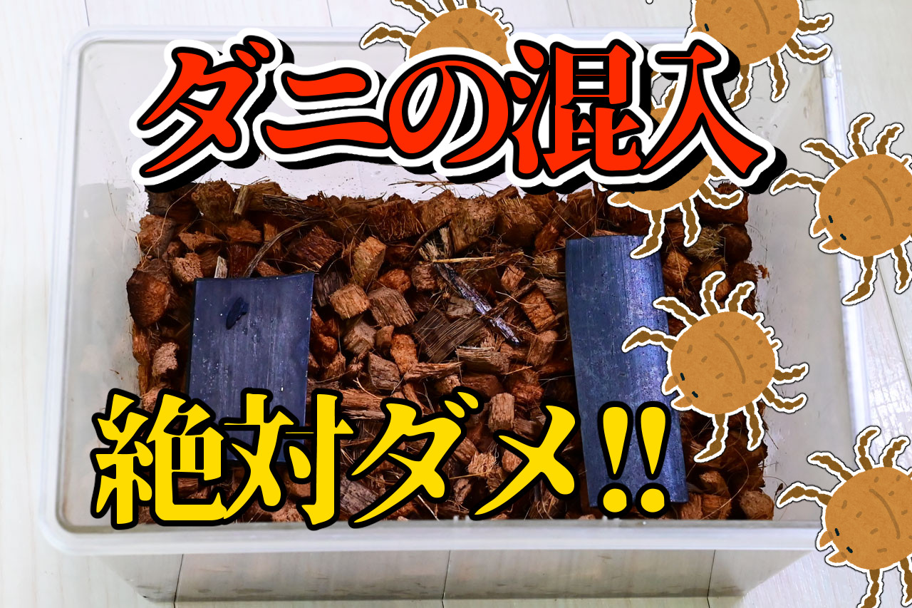 トビムシはダニが大敵。混入は絶対ダメ