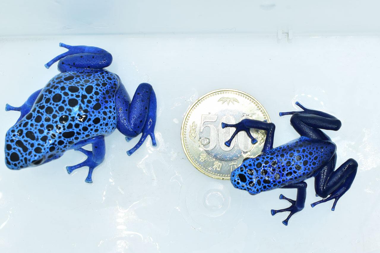 アイゾメヤドクガエル”アズレウス”の500円玉比較