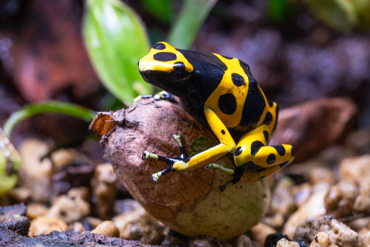 ネペンテスのピッチャーに乗るキオビヤドクガエル