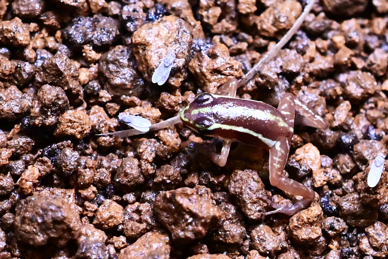 トリニドショウジョウバエを狙うミイロヤドクガエルのベビー