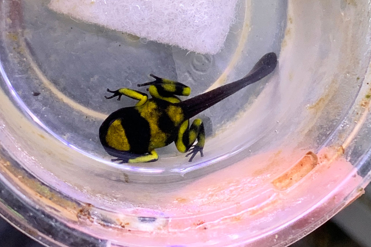 上陸直前のキオビヤドクガエル