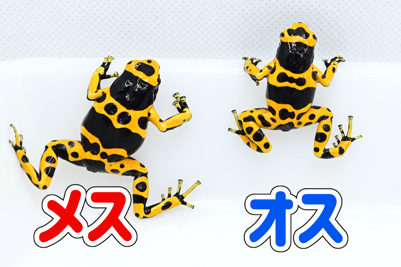 キオビヤドクガエルの雌雄