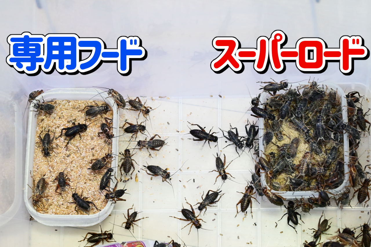 コオロギフードとスーパーロードの食いつきの違い