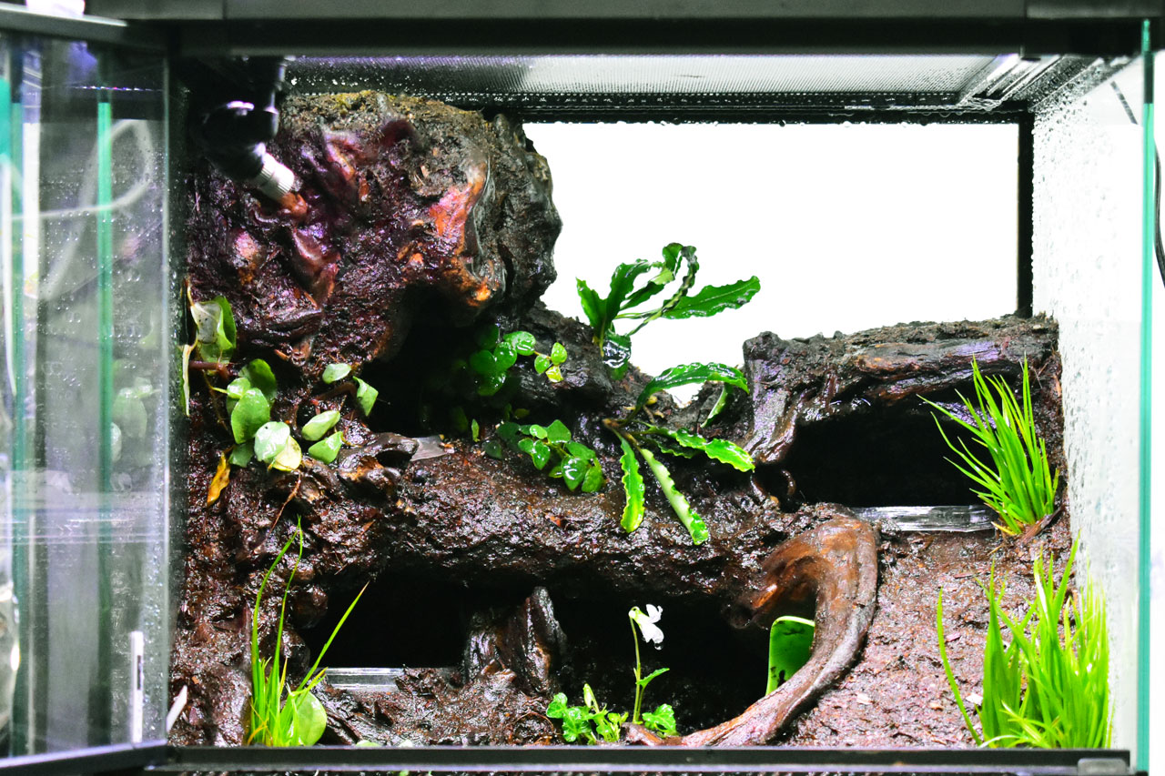 30cmテラリウム制作、植物の植栽