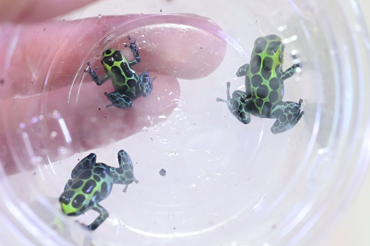 バリアビリスヤドクガエル、上陸直後とセミアダルトとアダルト