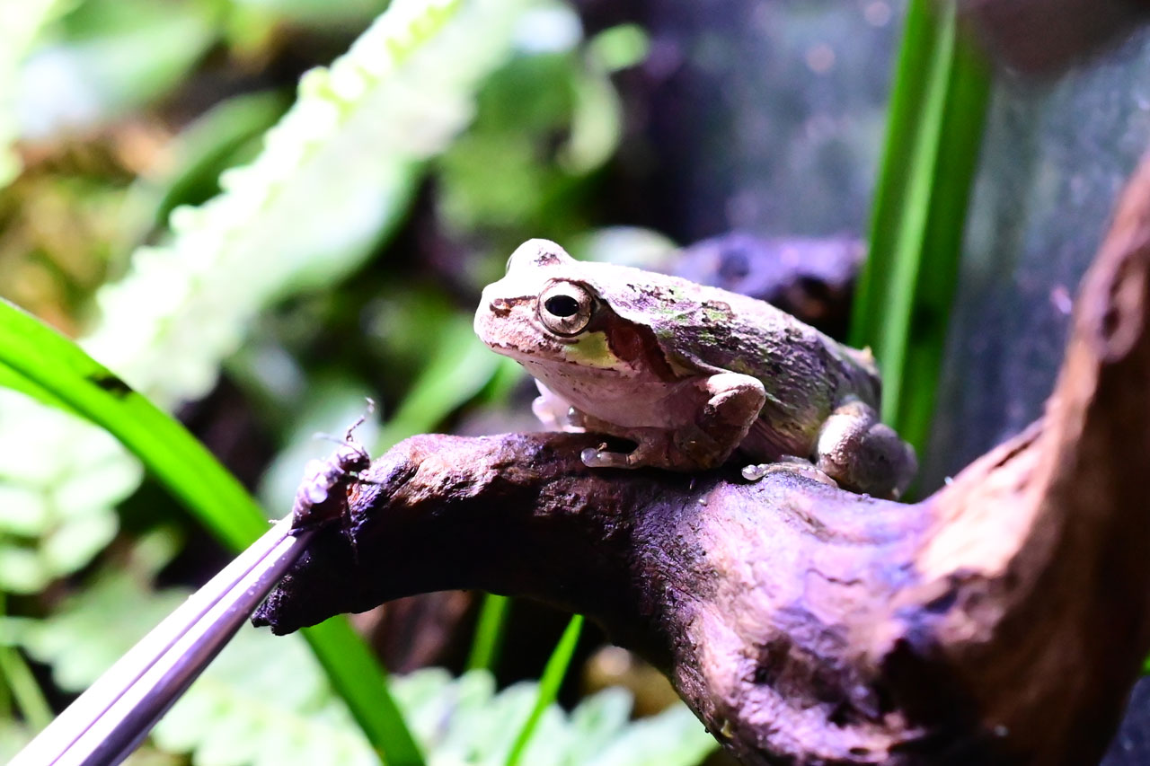 コオロギをピンセットでアマガエルに食わせようとしている様子