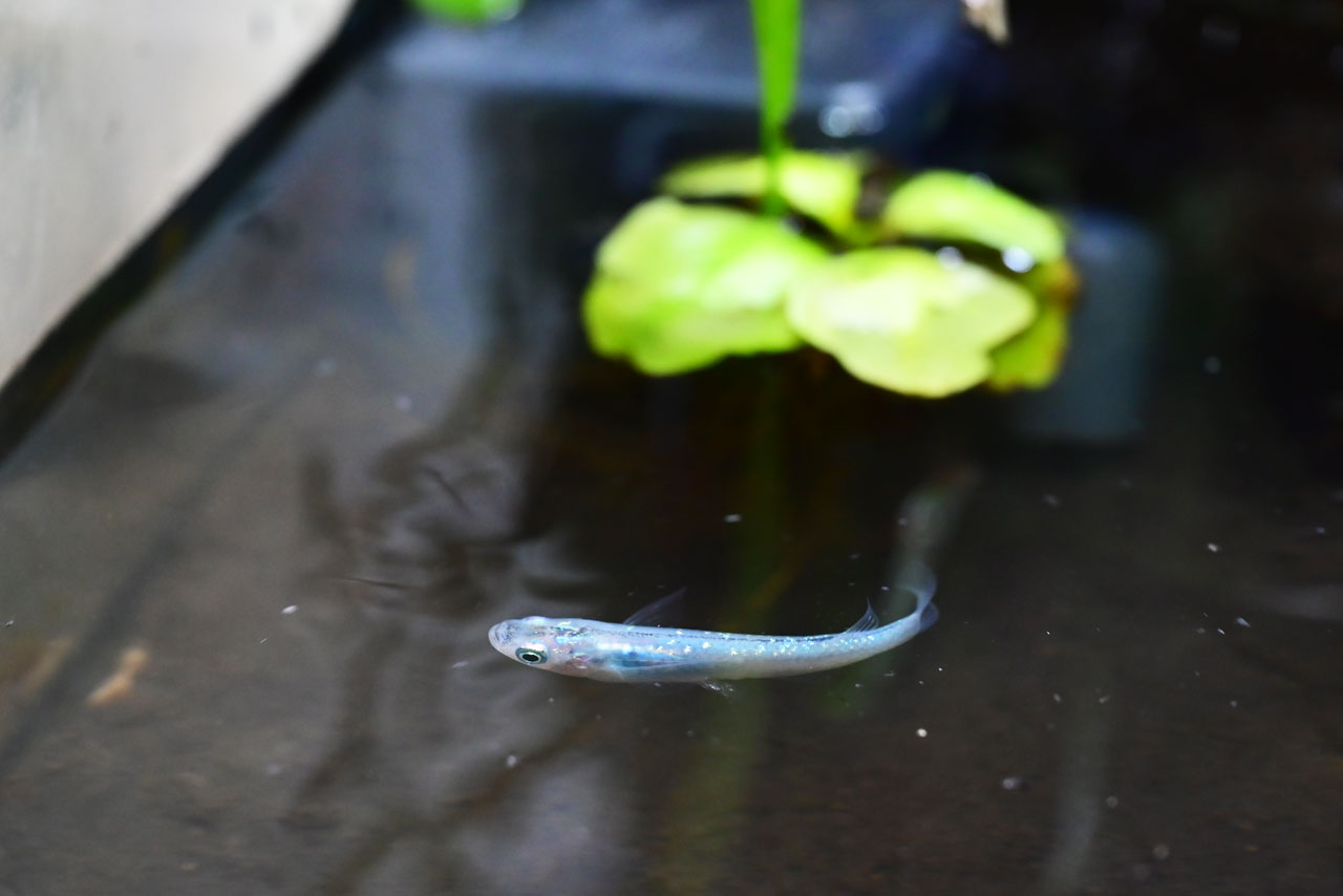 アクアテラリウムにいるメダカを上から見た様子
