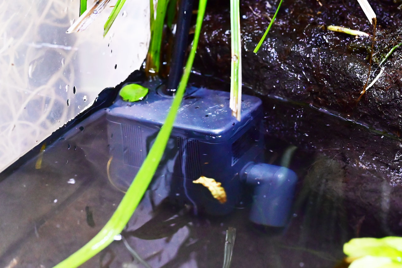 アクアテラリウムに設置された水中ポンプ(リオプラス50)