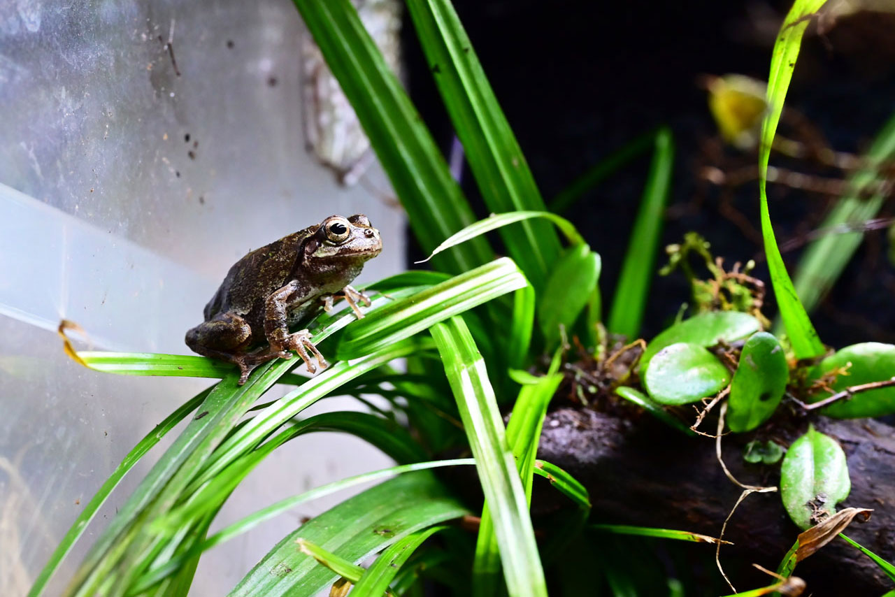 テラリウムの葉っぱの上にいるアマガエル