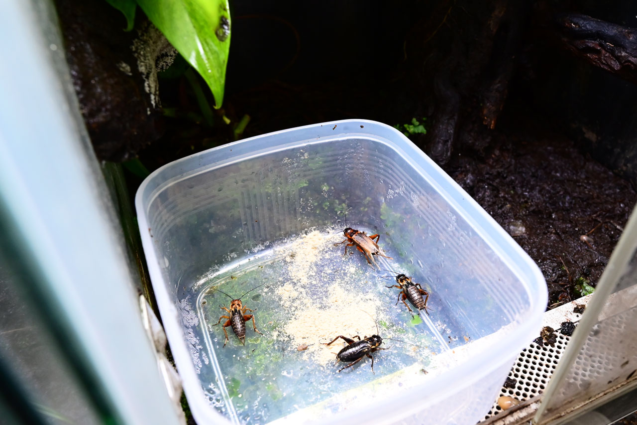 エサ皿に入れられたコオロギにガットローディングしている様子