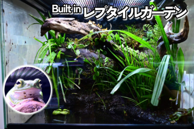 カエル・イモリのためのアクアテラリウム制作ノート