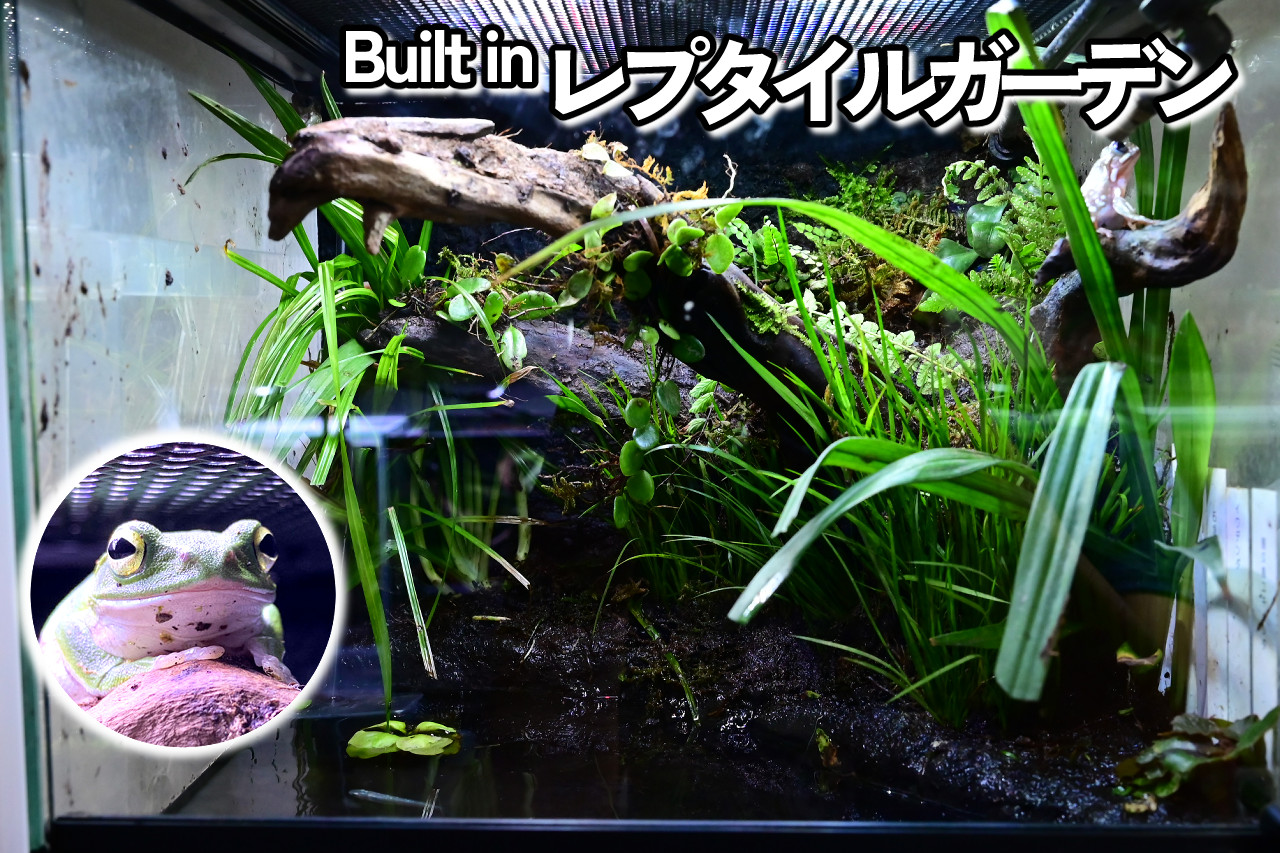 カエル・イモリのためのアクアテラリウム制作ノート