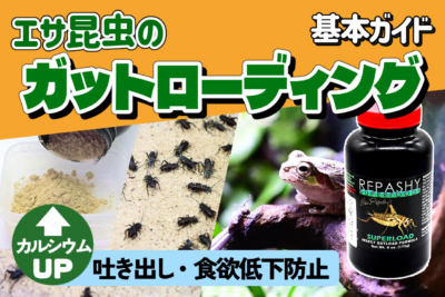 エサ昆虫のガットローディング基本ガイド