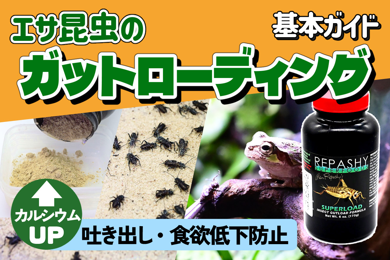 エサ昆虫のガットローディング基本ガイド