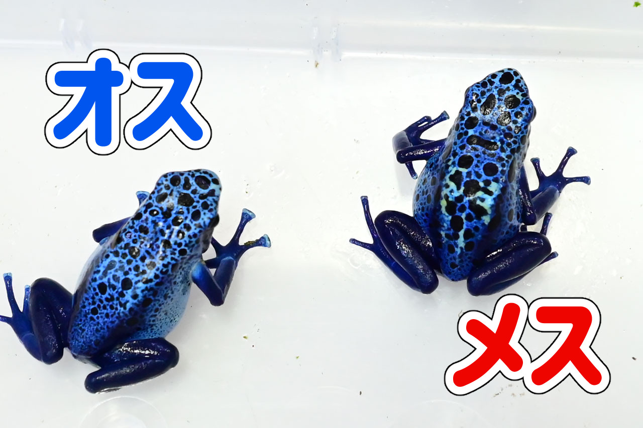 アイゾメヤドクガエルのオスとメス(アズレウス)