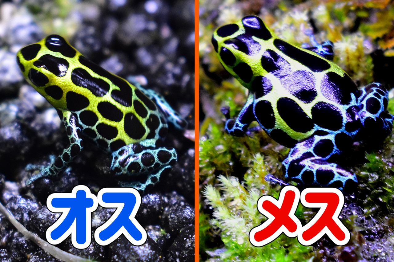 バリアビリスヤドクガエルのオスとメス