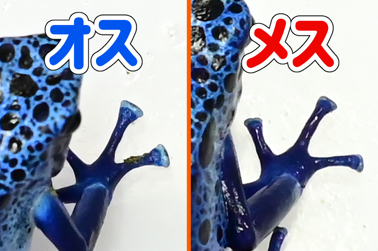 アイゾメヤドクガエルのオスとメスのパッド(アズレウス)