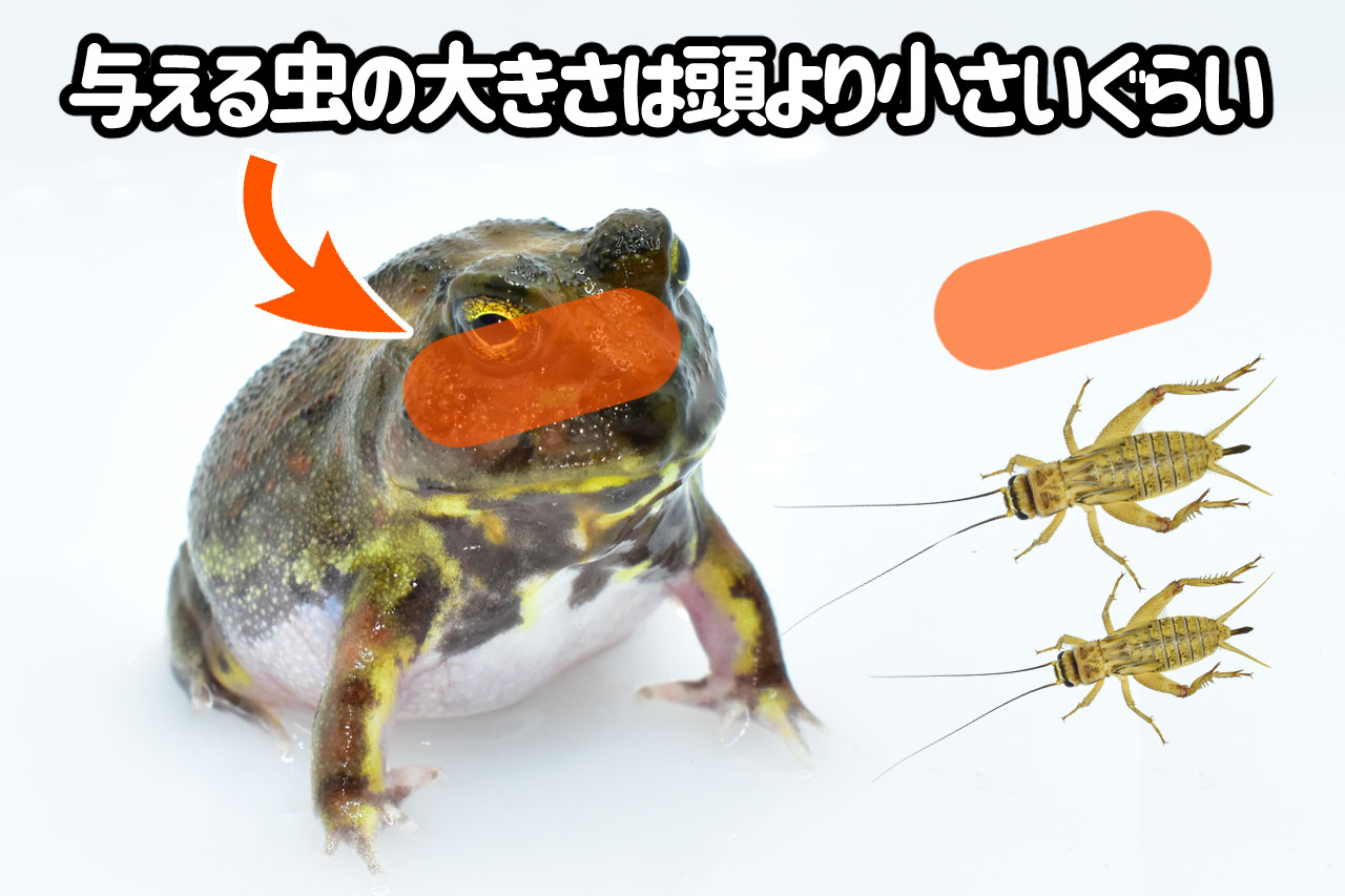 チャコガエルに与えるコオロギの大きさ目安