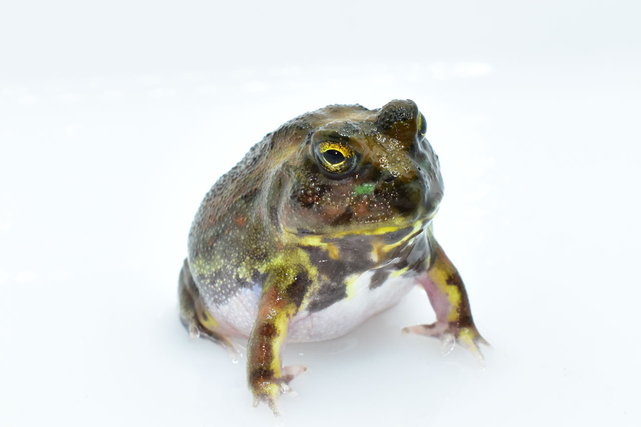 目が細いチャコガエル