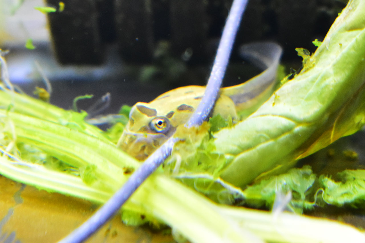 ほうれん草を食べるチャコガエルのオタマジャクシ
