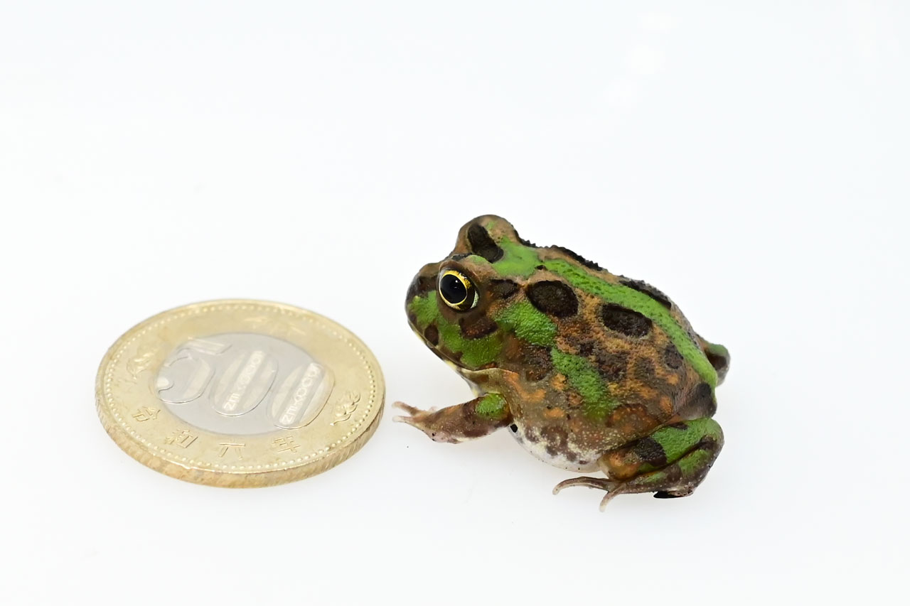 チャコガエルと500円玉