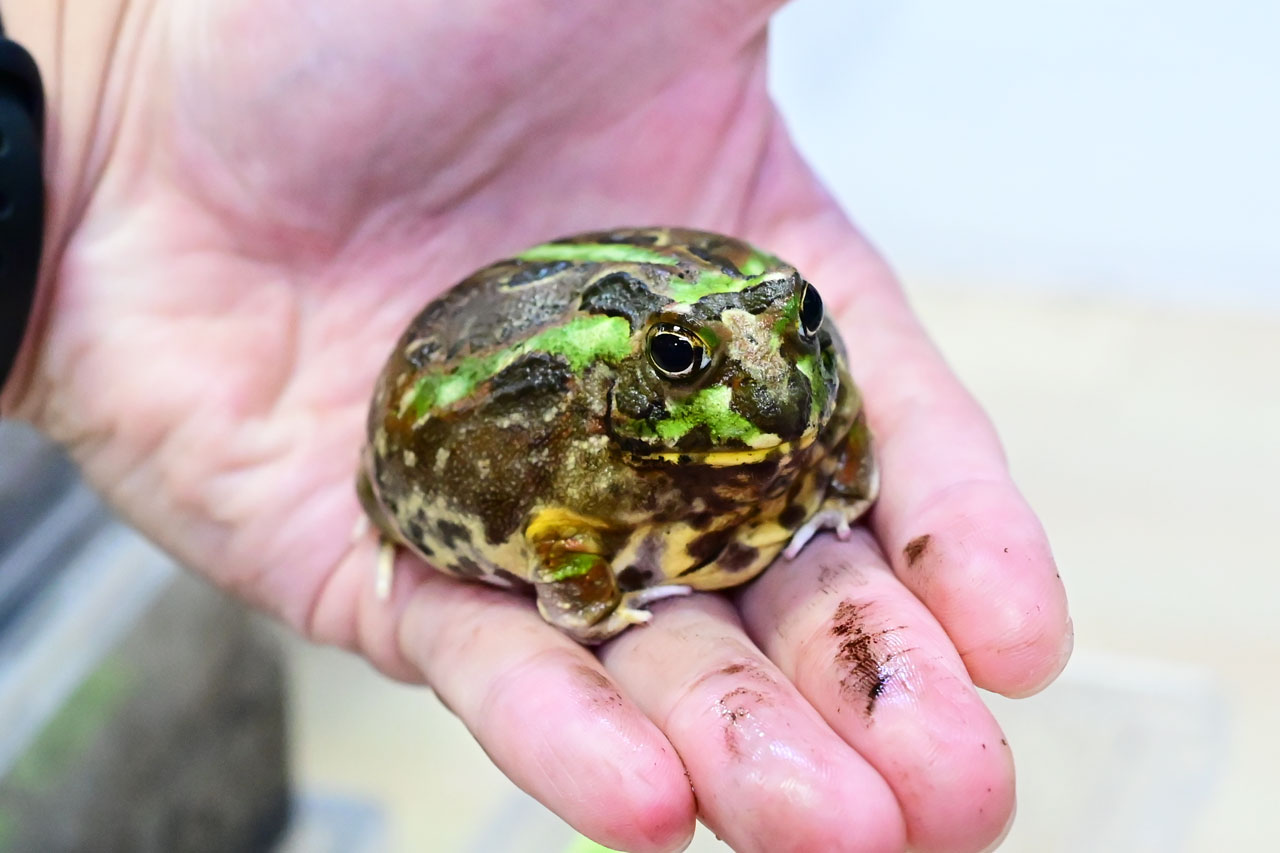 手のひらに乗ったチャコガエル
