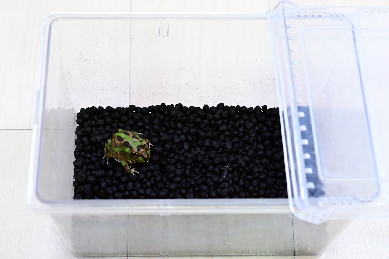 チャコガエルの飼育例