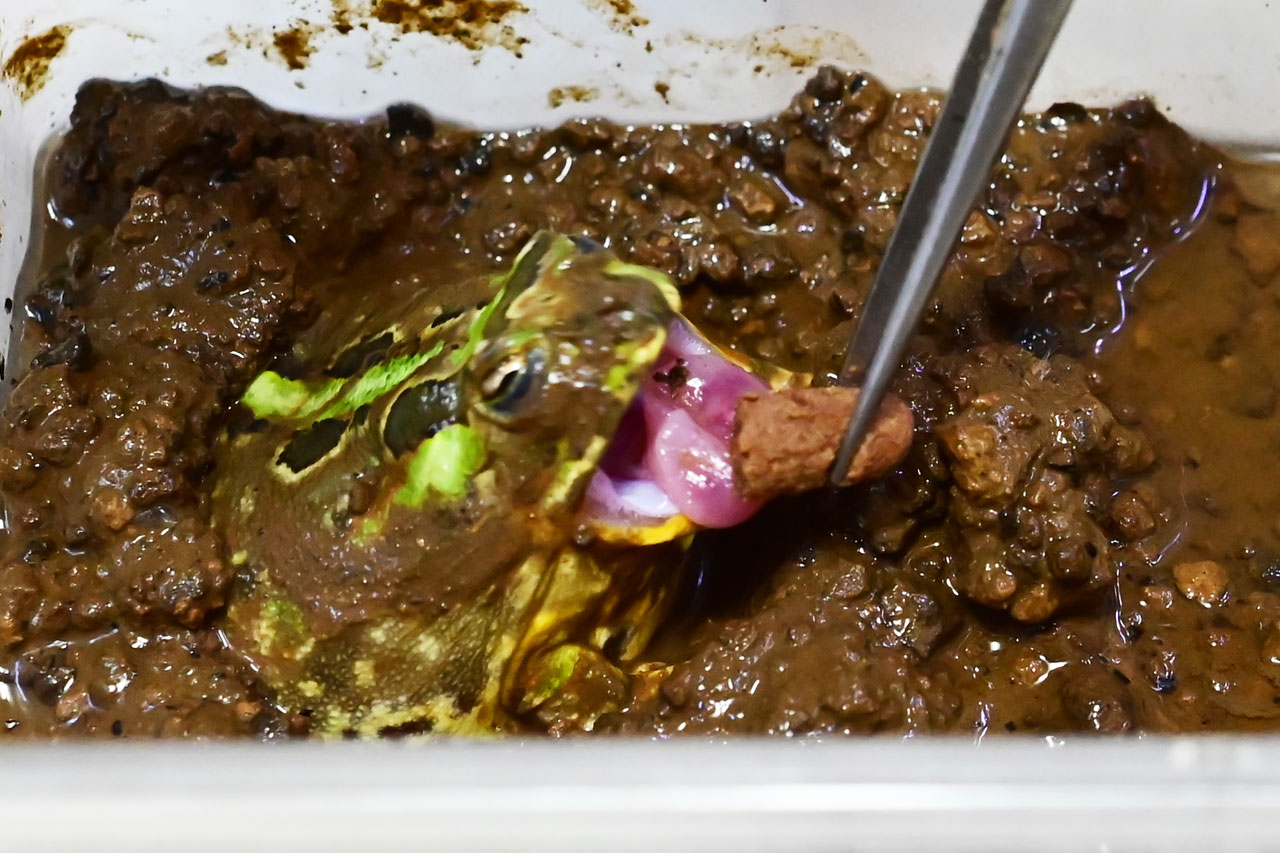 ひかりベルツノに食いつくチャコガエル