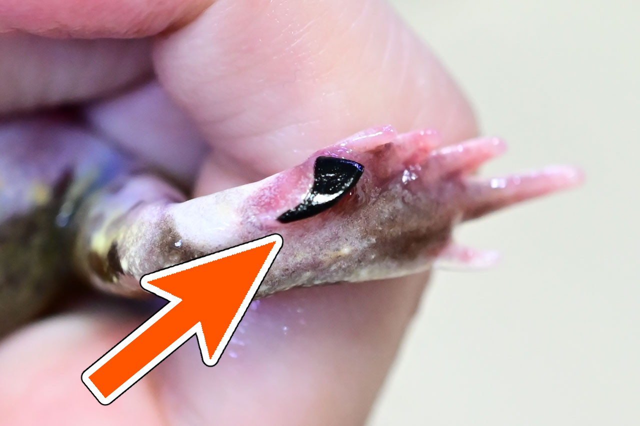 チャコガエル後ろ足のスコップ