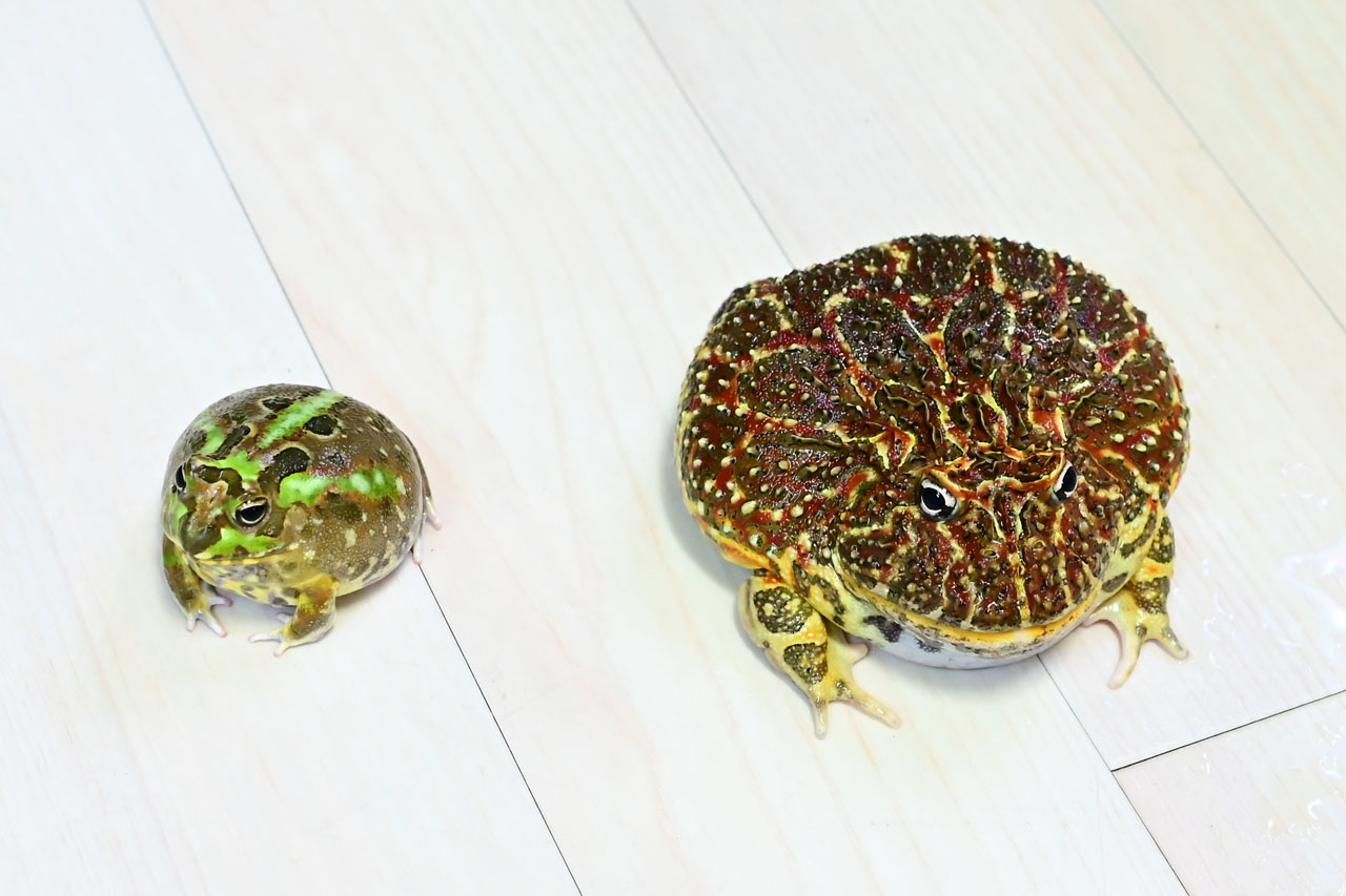 チャコガエルの成体とベルツノガエルの成体(共にメス)