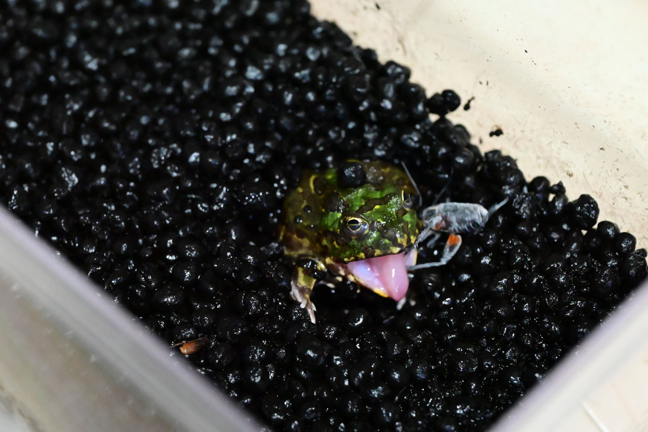チャコガエルの近くにコオロギが向かって、食われた