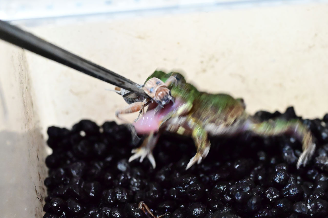 ピンセットコオロギに食いつくチャコガエル