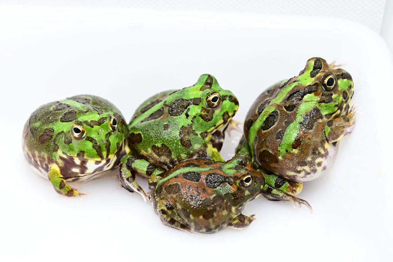 模様にバリエーションのあるチャコガエル(ボリビア)