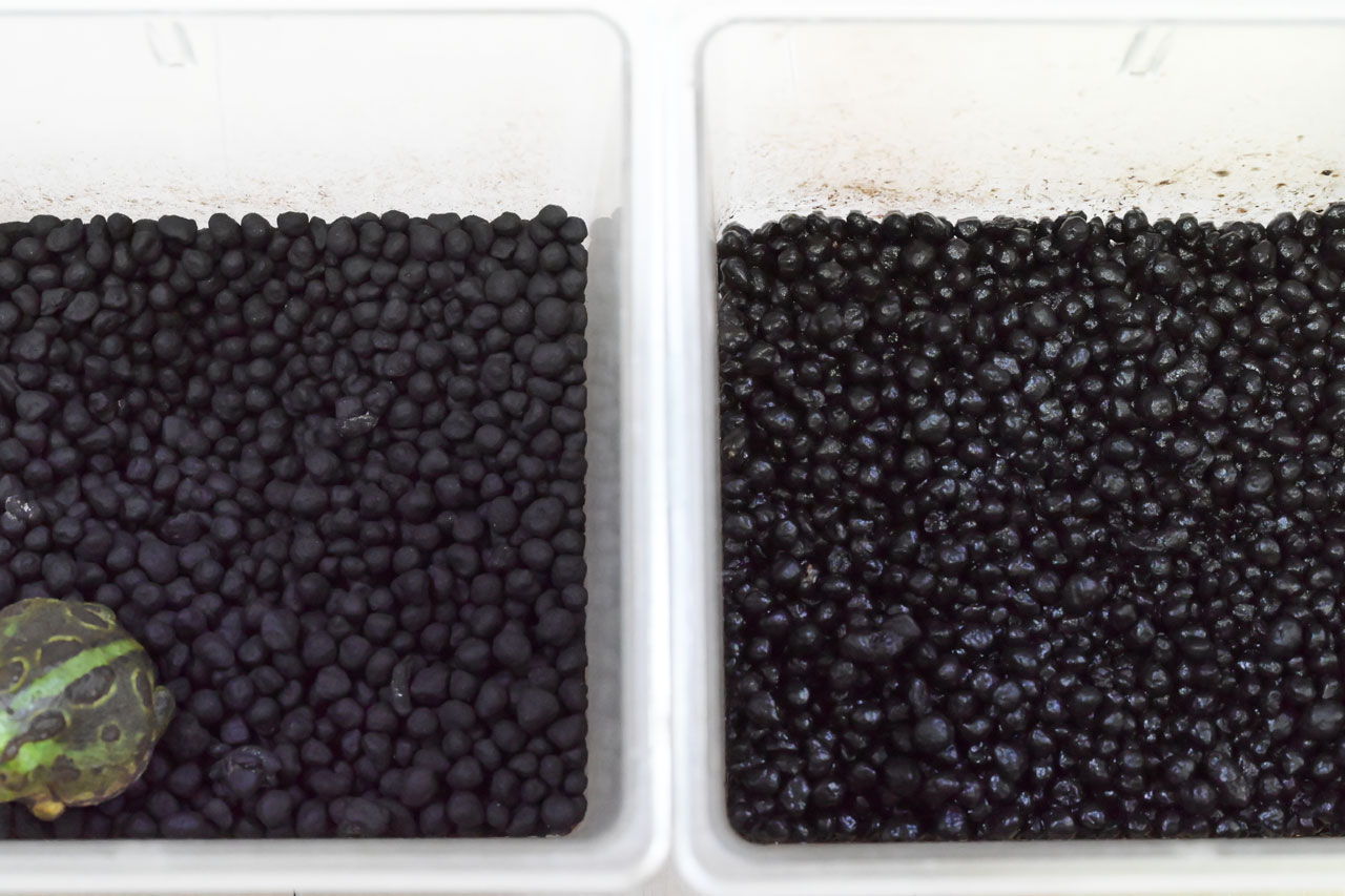 チャコガエルのソイル床材、乾燥気味と濡れ気味で管理している比較