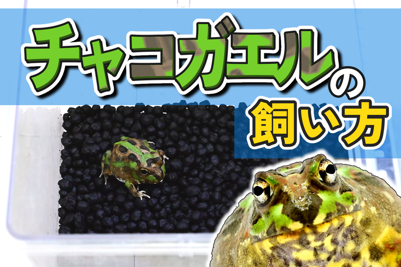 チャコガエルの飼い方ガイド