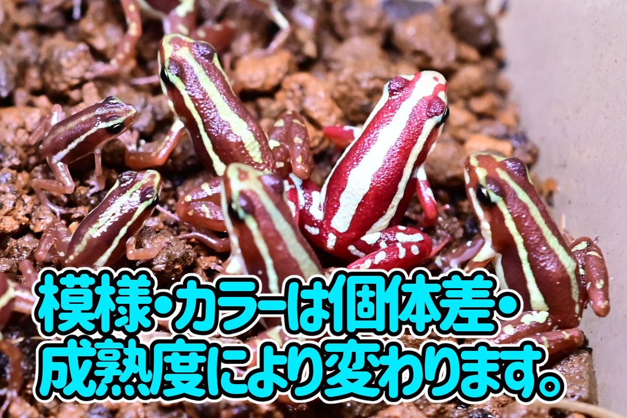 アンソニーヤドクガエル”サンタイザベラ”の個体差