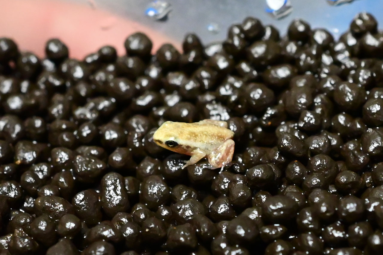 ミイロヤドクガエルの子ガエル