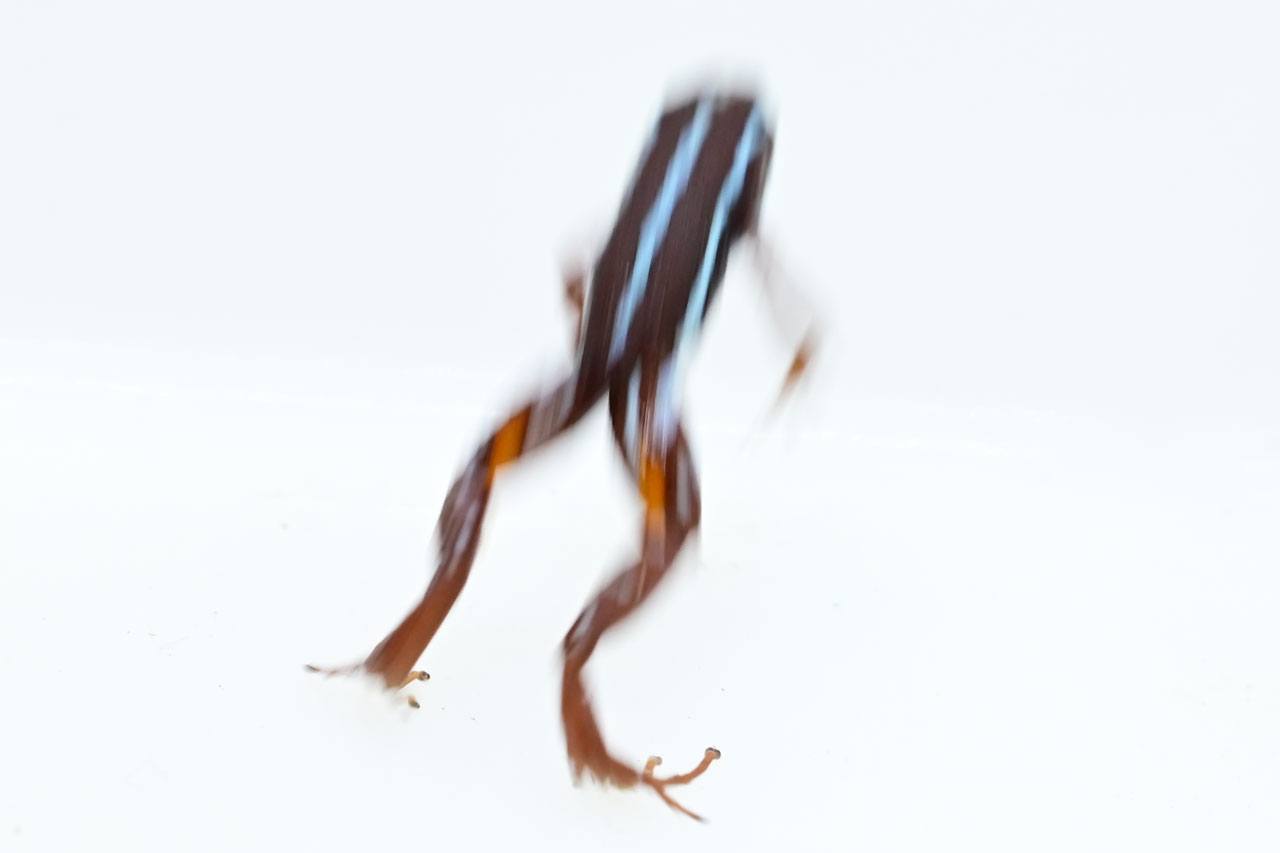 アンソニーヤドクガエル”アンカス”のジャンプ