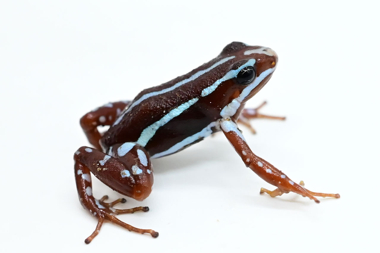 アンソニーヤドクガエル”Ankas”