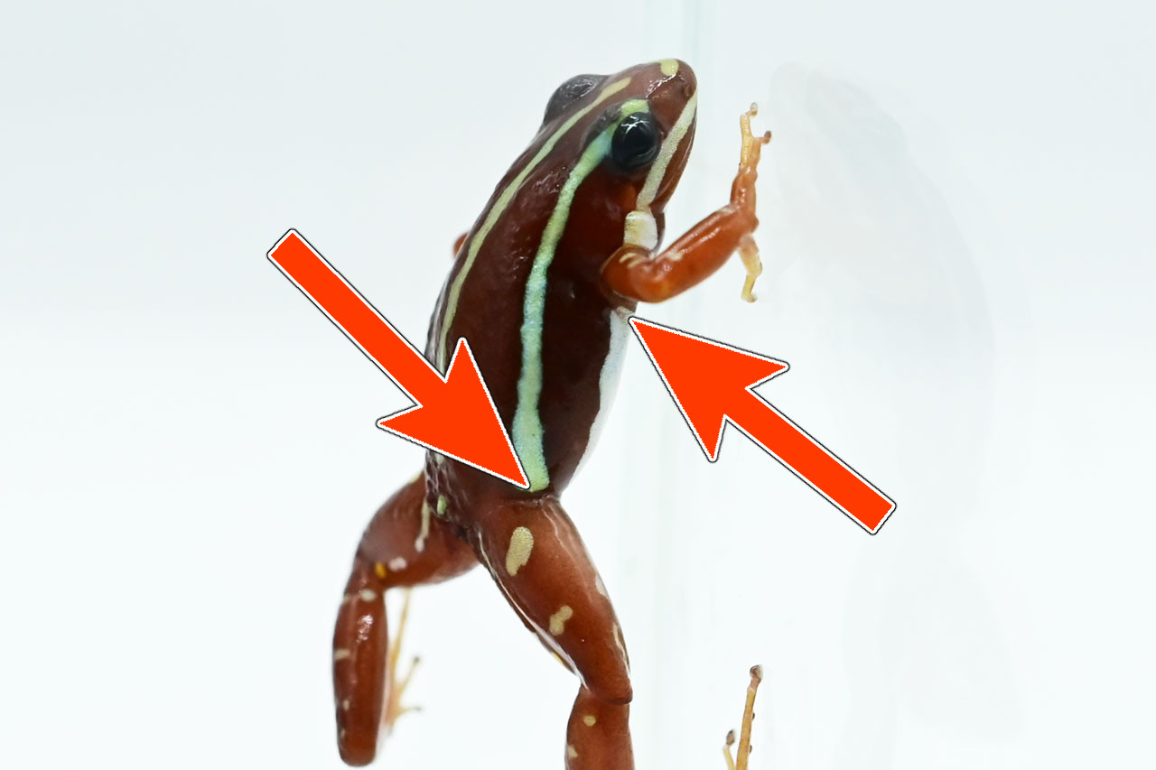 アンソニーヤドクガエル、四肢付け根のフラッシュカラーが薄い