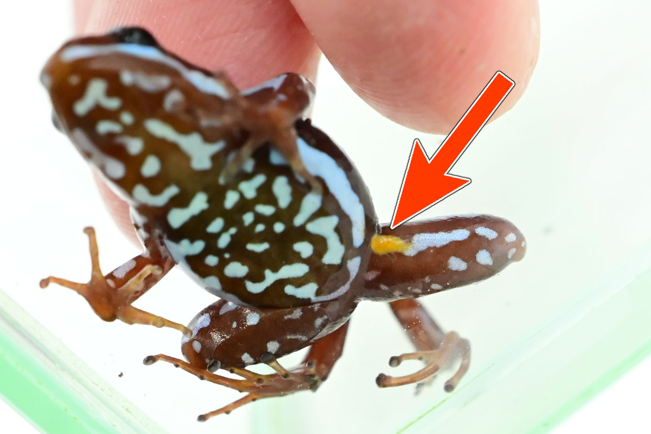 控えめなフラッシュカラーを持つアンソニーヤドクガエル